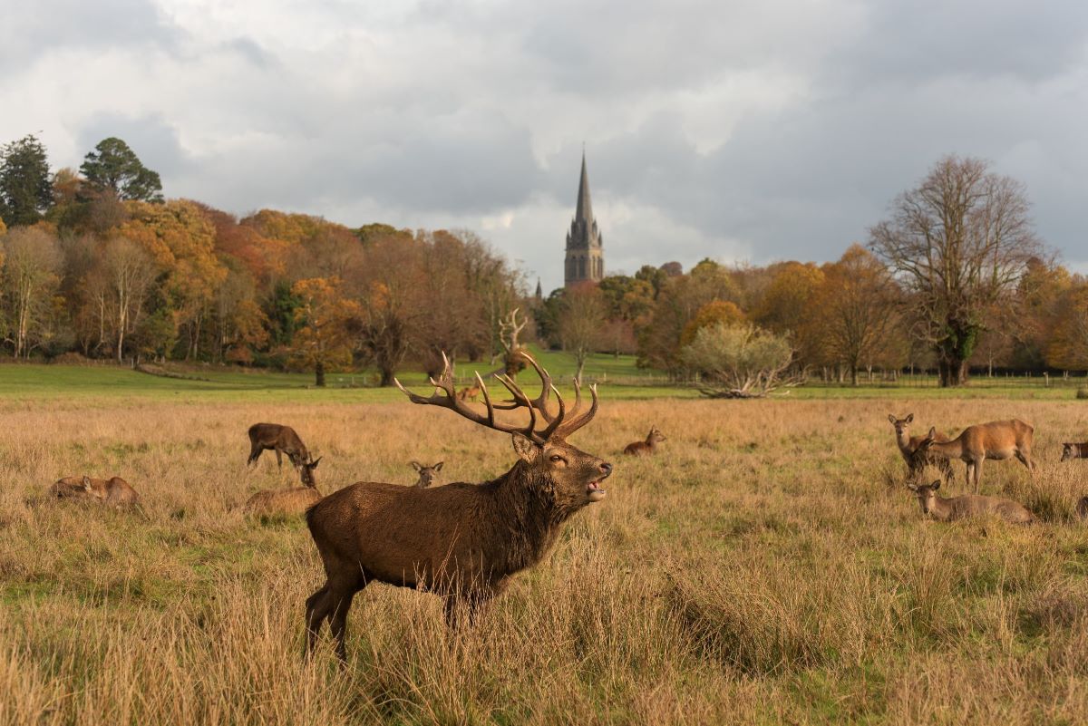 Great Southern Hotel – Great Expectations.